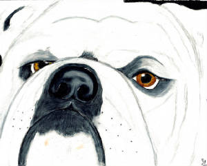 dawgfacecard.jpg