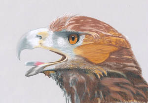eagle.jpg