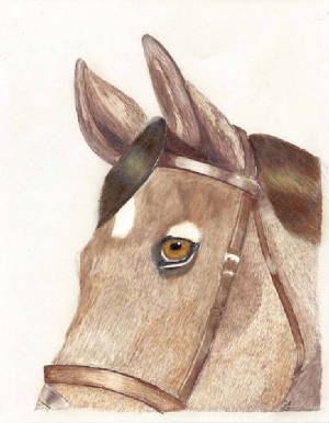 horsecard.jpg