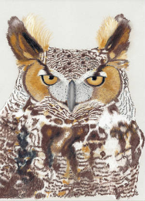 owlnotecard.jpg