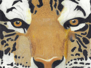 tigernotecard.jpg